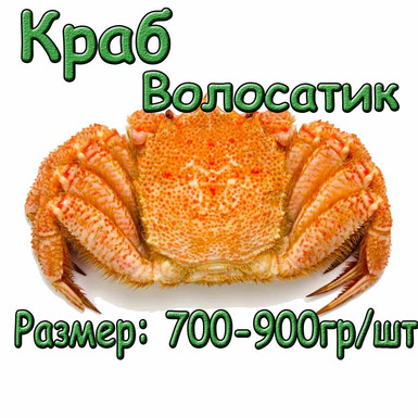 Краб Волосатик 700-900 гр/шт